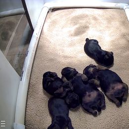 Border Terrier Puppies from Devonwood Border Terriers