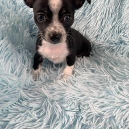 Cupid - Black and white male Chihuahua puppy in Sugar Grove, Virginia from Kim's Chi babies from Place of Grace