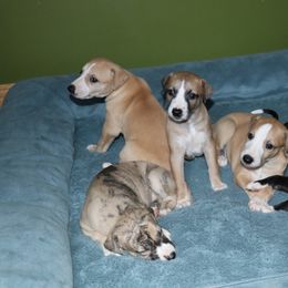 Whippet Puppies from Wise Heart Whippets