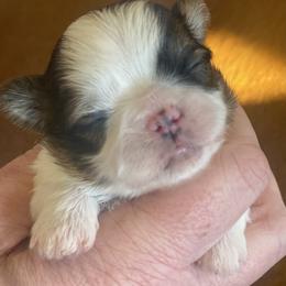 Shih Tzu Puppies from West Coast Shih Tzu/Reno Tzu Haven