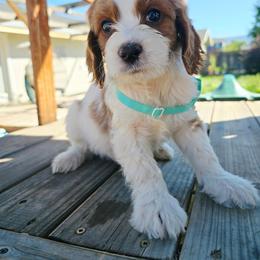Apollo - Blenheim male Cavapoo puppy in Roseville, California from Heavenly Goldendoodles