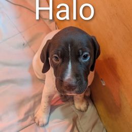 Halo - Liver and white female German Shorthaired Pointer puppy in Boulder Creek, California from Paloma Vista Ranch