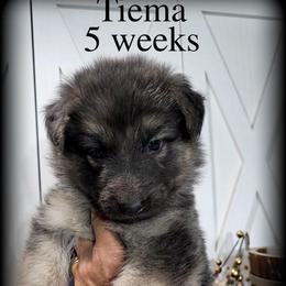 Tiama - Blue female German Shepherd puppy in Sequim, Washington from German Shepherd Haus