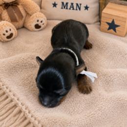 Ace - Chocolate, tan and white male Yorkshire Terrier puppy in Marysville, Washington from Nina