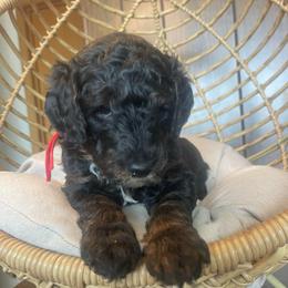 Red collar - Phantom male Goldendoodle puppy in Clarksville, Iowa from Iowa Heartland Doodles