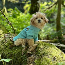 Oscar - Apricot male Maltipoo puppy in Bellingham, Washington from My Sweet Poodles and Doodles