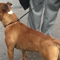 Staffordshire Bull Terriers from Red Rocks Staffordshire Bull Terriers