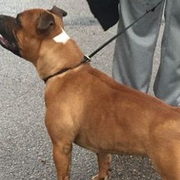 Staffordshire Bull Terriers from Red Rocks Staffordshire Bull Terriers