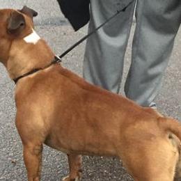 Staffordshire Bull Terriers from Red Rocks Staffordshire Bull Terriers