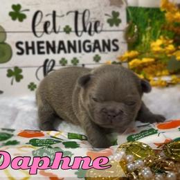 Daphne - Blue female French Bulldog puppy in Spokane, Washington from Lilac City Frenchies