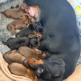 Travis - Red male Dachshund puppy in Toledo, Ohio from Baldox Dachshunds