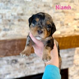 Niamh - Merle female Bernedoodle puppy in Midland, Michigan from Northern Charm Farm