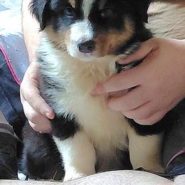 KNIGHT - Black tri-color male Australian Shepherd puppy in Elk Creek, Missouri from Hearts on Fire Australian Shepherds