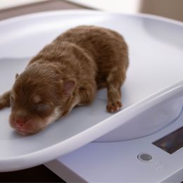 Hersheys - Chocolate and tan female Pomeranian puppy in Long Beach, California from Pom Pom Lollipop’s