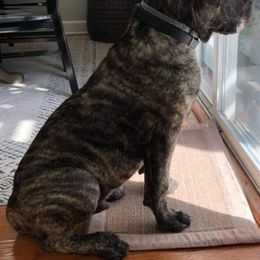 "Rocky Balboa " Cane Corso Puppies from True Love Cane Corso