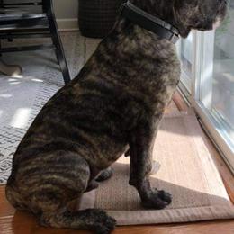 "Rocky Balboa " Cane Corso Puppies from True Love Cane Corso