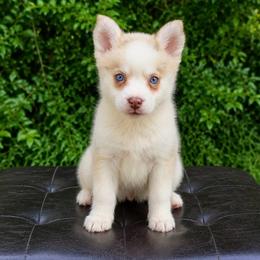 Phoenix - Merle female Pomsky puppy in Murfreesboro, Tennessee from Middle Tennessee Pomskies