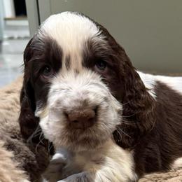Archer - White and liver male English Springer Spaniel puppy in Newport News, Virginia from Sara's English Springer Spaniels