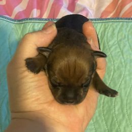 Spree - Red female Staffordshire Bull Terrier puppy in Monroe, Georgia from Irresistibull Staffords