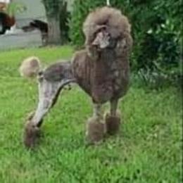 Reese - Poodle