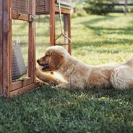 Golden Retriever Puppies from True Magic Goldens