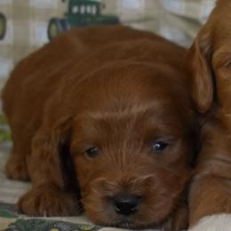 Male 1 of 3 - Red  male Goldendoodle puppy in Macedon, New York from Toodles Goldendoodles