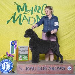 Amelia - Portuguese Water Dog