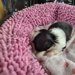 AKC Ben.Z - Black male Pekingese puppy in Andrews, South Carolina from Purple Diamonds Kennel