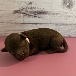 Oreo - Brown female Maltipoo puppy in Hephzibah ( Richmond County ), Georgia from Healing Pawz LLC