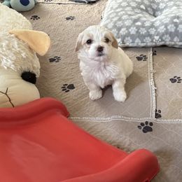 Chocolate cream male - Cream male Havanese puppy in East Lansing, Michigan from VanCort's Happy Havanese