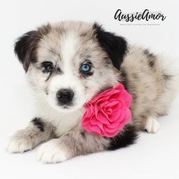 Bi BMF 2 Blue Eyes - AKC - Blue merle female Miniature Australian Shepherd puppy in Pinehurst, Texas from Aussie Amor