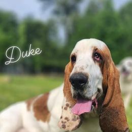Duke - Basset Hound
