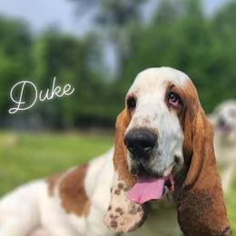 Duke - Basset Hound
