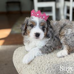 Sugarplum - Blue merle female Bernedoodle puppy in Henry, Illinois from Rowe Farms Doodles