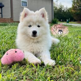 Ted - White Pomsky puppy in Greenville, South Carolina from Greenville Pomskies