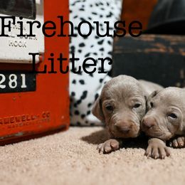Weimaraner puppies from North Georgia Weims