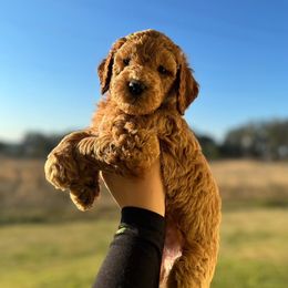 Aussiedoodle and Goldendoodle Puppies from J+Y World of Doodles