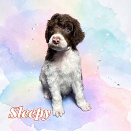 Sleepy - Parti male Poodle puppy in Pink Hill, North Carolina from Boodle's Standard Poodles