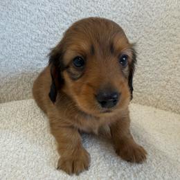 Puppy number two red long hair - Red male Dachshund puppy in Spokane, Washington from Dearhaven Doxie