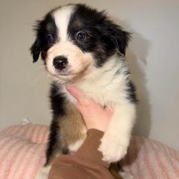 Clara - Black tri-color female Australian Shepherd puppy in Anniston, Alabama from All Hale Aussies