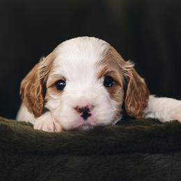 Rex - White male Cavapoo puppy in Kalamazoo, Michigan from Sleeping Bear Kennels
