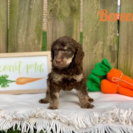 Poodle Puppies from Cosmic Caliber Standard Poodles