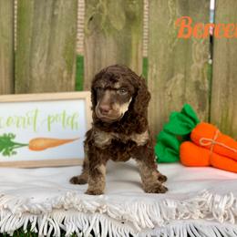 Poodle Puppies from Cosmic Caliber Standard Poodles
