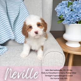 Neville - Red male Bernedoodle puppy in South Jordan, Utah from Wonderful World Doodles