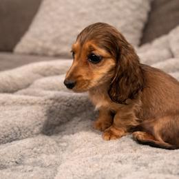 Boy 2 - Wild boar male Dachshund puppy in Licking, Missouri from Bean Creek Dachshunds & Terriers