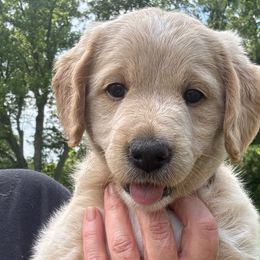 Rome - Cream male Labradoodle puppy in Alliance, Ohio from Mount Olive Doodles