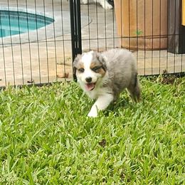 Australian Shepherd Puppies from Burning Heart Aussies