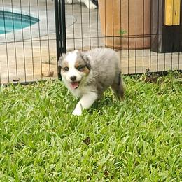 Australian Shepherd Puppies from Burning Heart Aussies