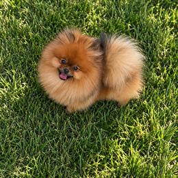 Poppy - Pomeranian