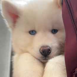 AKC Diamond - White female Siberian Husky puppy in Centreville, Maryland from Huskies By the Bay